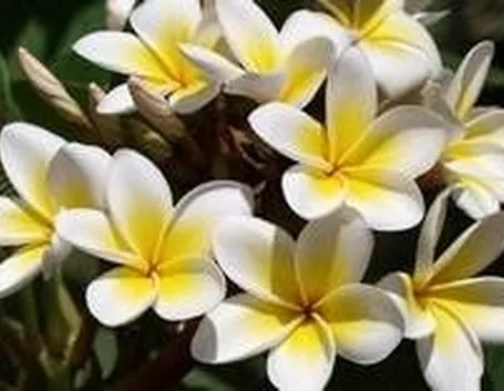 Plumeria