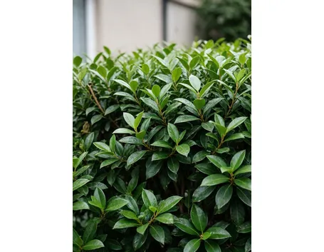 lauroceraso
