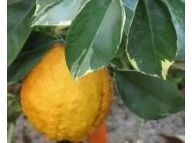 Arancia matura