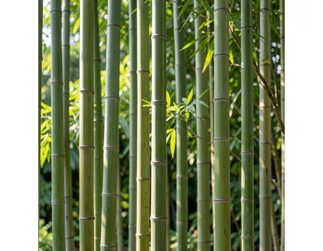 bambu