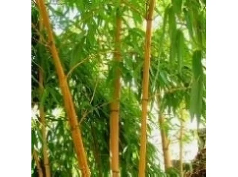bambu