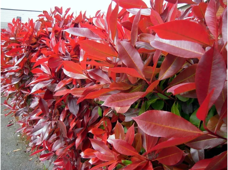 photinia