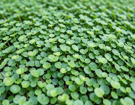 dichondra