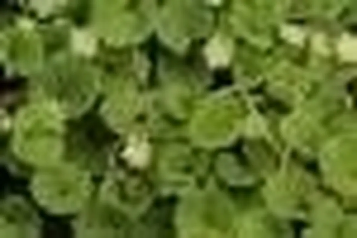 dichondra