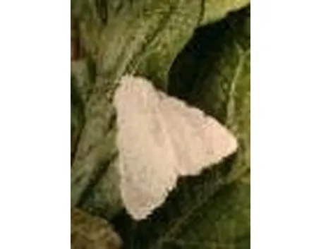 Ifantria