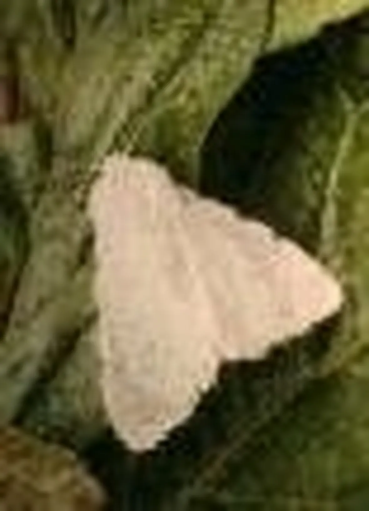 Ifantria