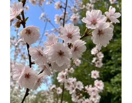 Prunus da fiore