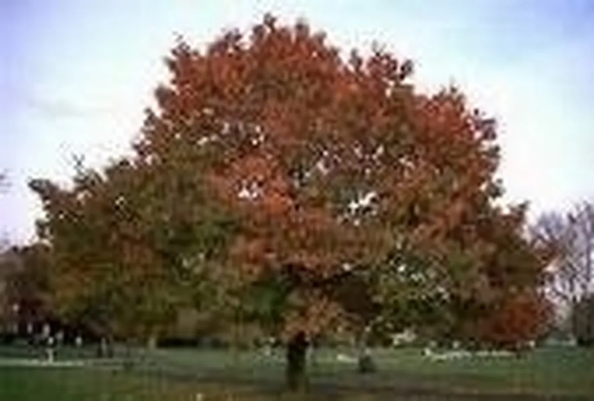 quercus coccinea
