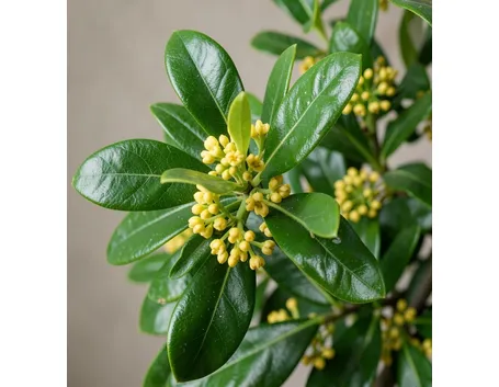 Alloro