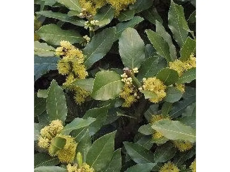 Alloro