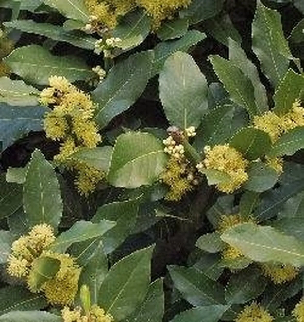 Alloro