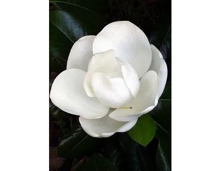 Magnolia