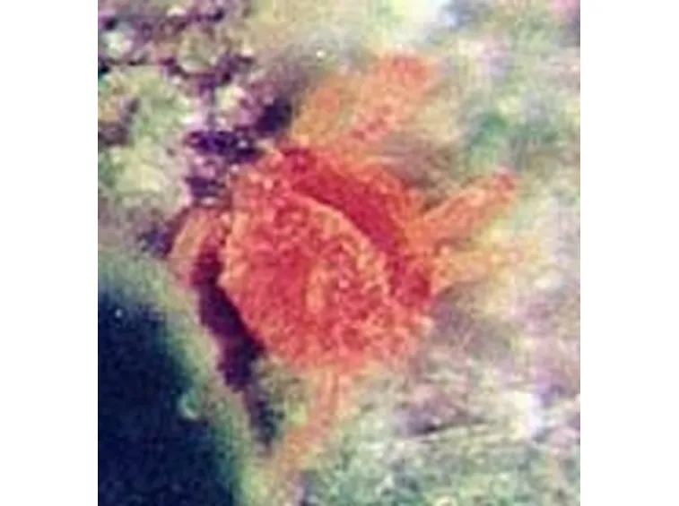 Ragnetto rosso