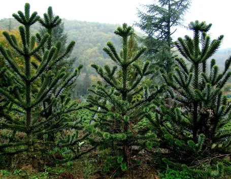 araucaria araucana