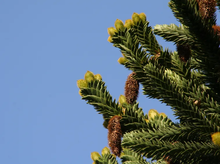 aghi di araucaria