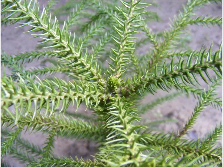 araucaria angustifolia
