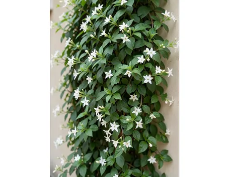 trachelospermum jasminoides