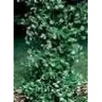 trachelospermum jasminoides