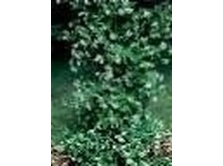 trachelospermum jasminoides