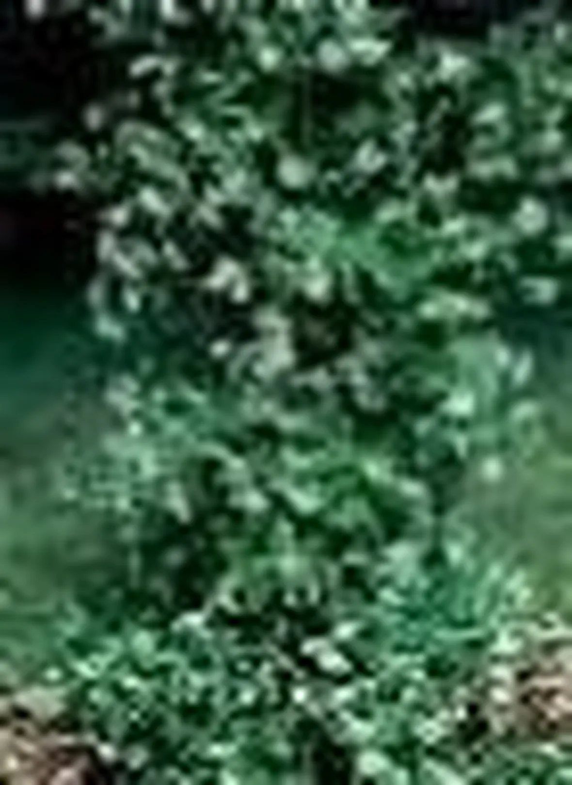 trachelospermum jasminoides