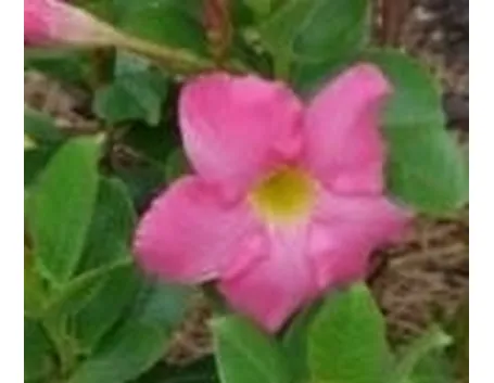 dipladenia