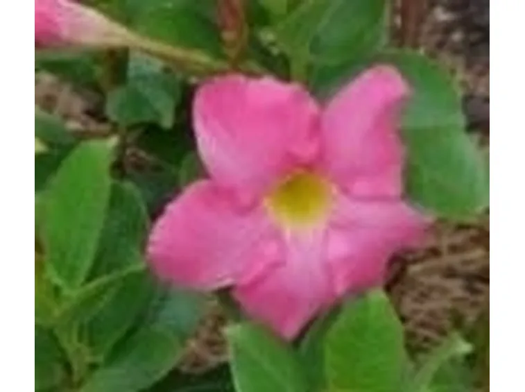 dipladenia