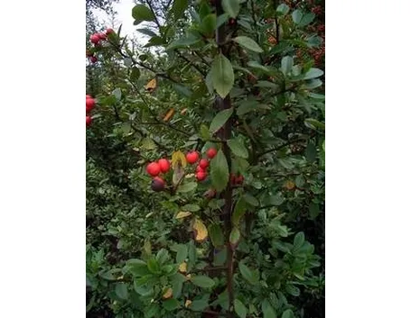Pyracantha