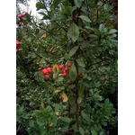 Pyracantha