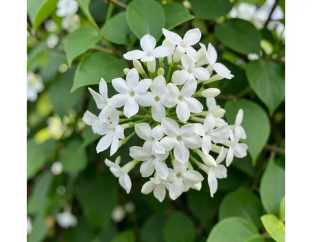 trachelospermum