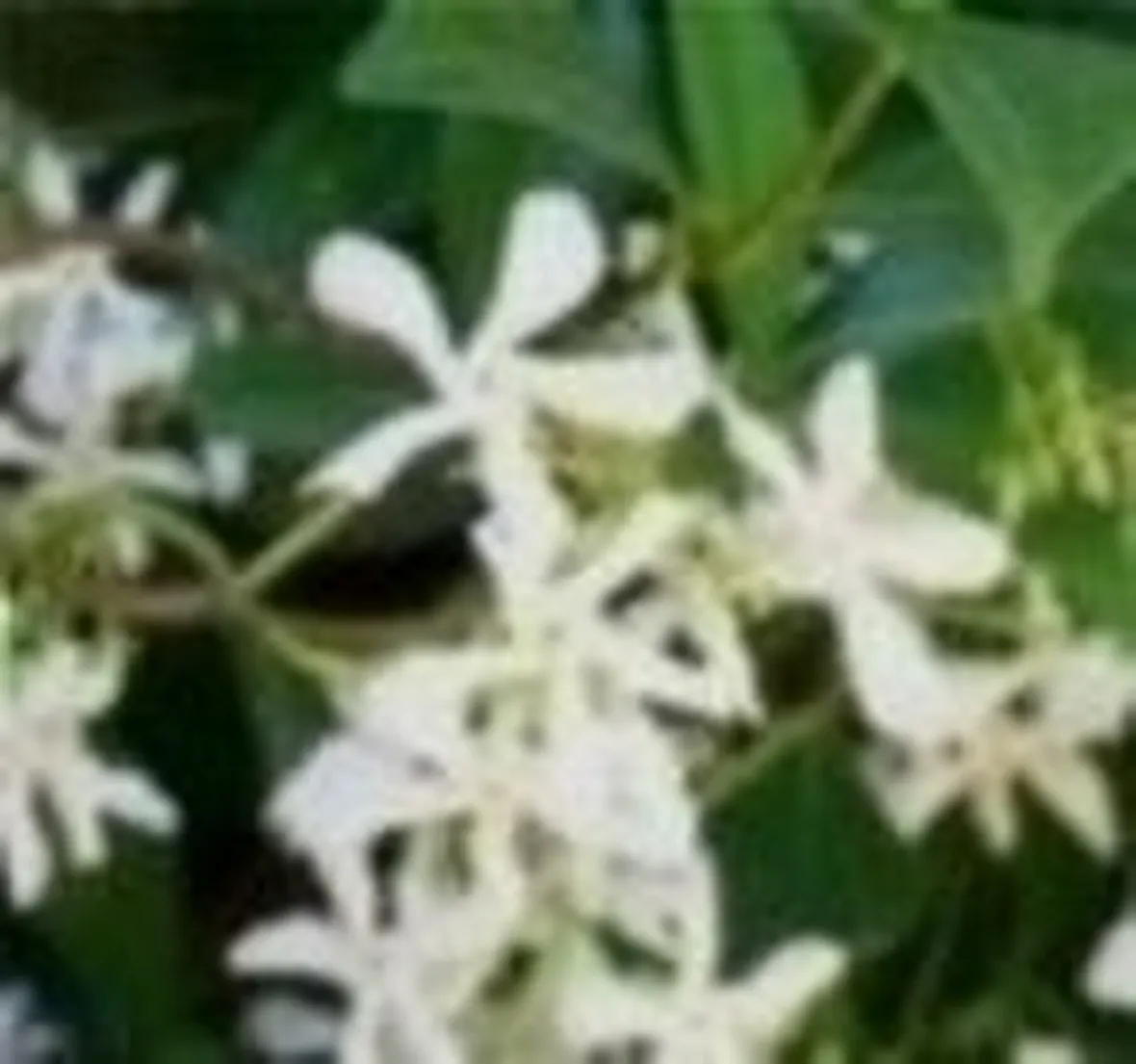 trachelospermum