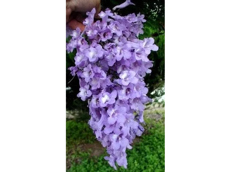 Jacaranda