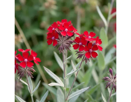 Lychnis