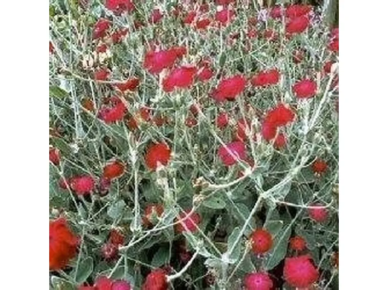 Lychnis