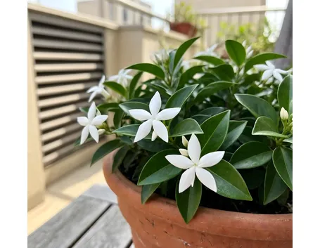 trachelospermum in fiore