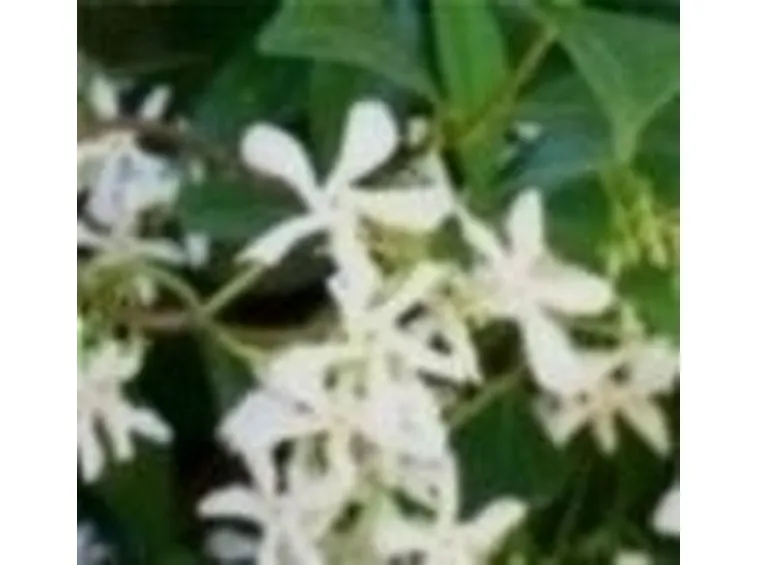 trachelospermum in fiore