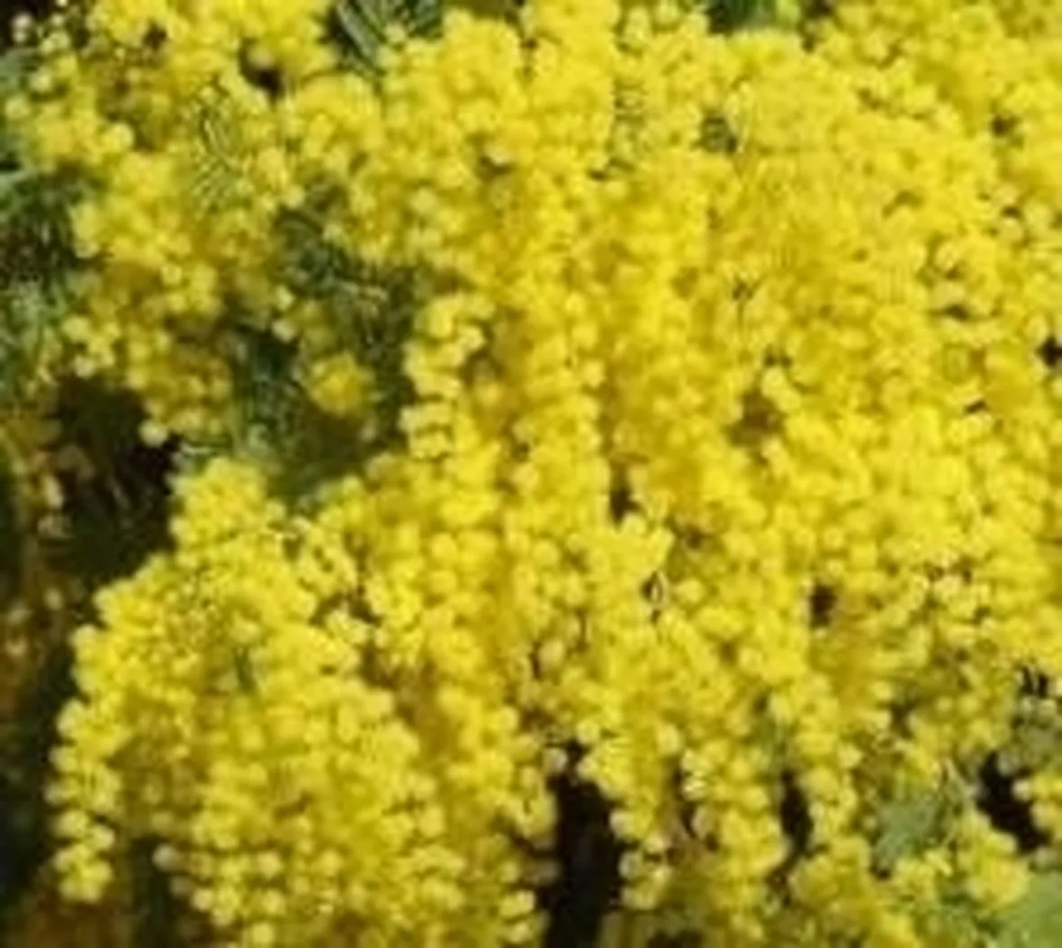mimosa