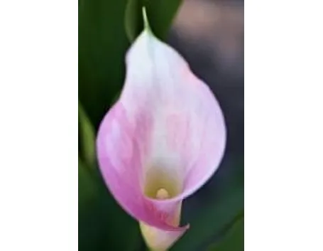 Calla rosa