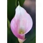Calla rosa