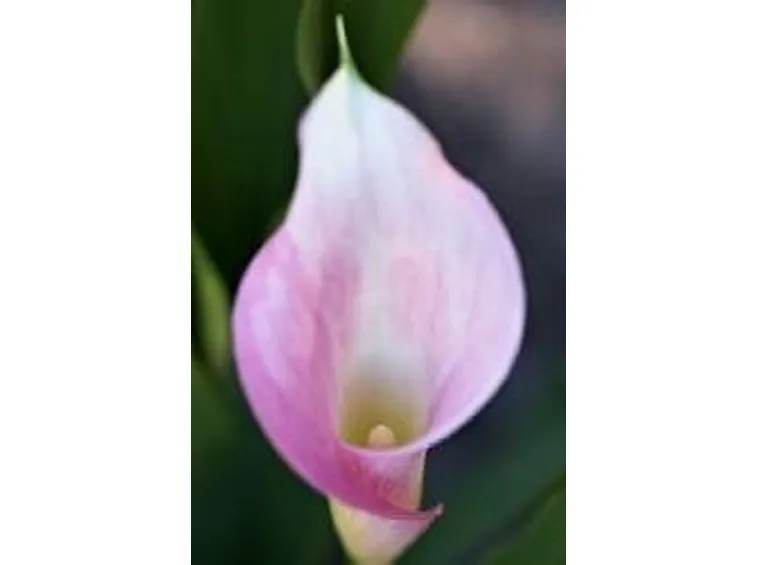 Calla rosa