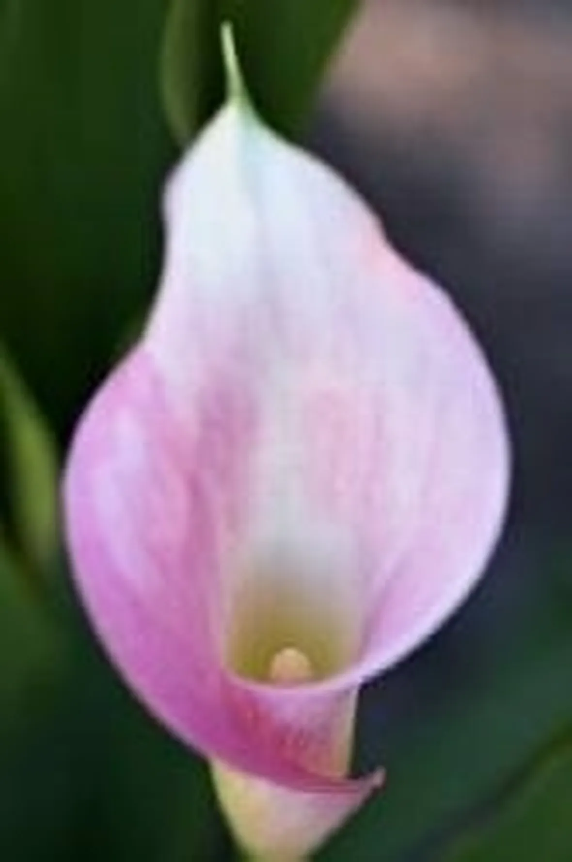 Calla rosa