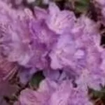 rododendro