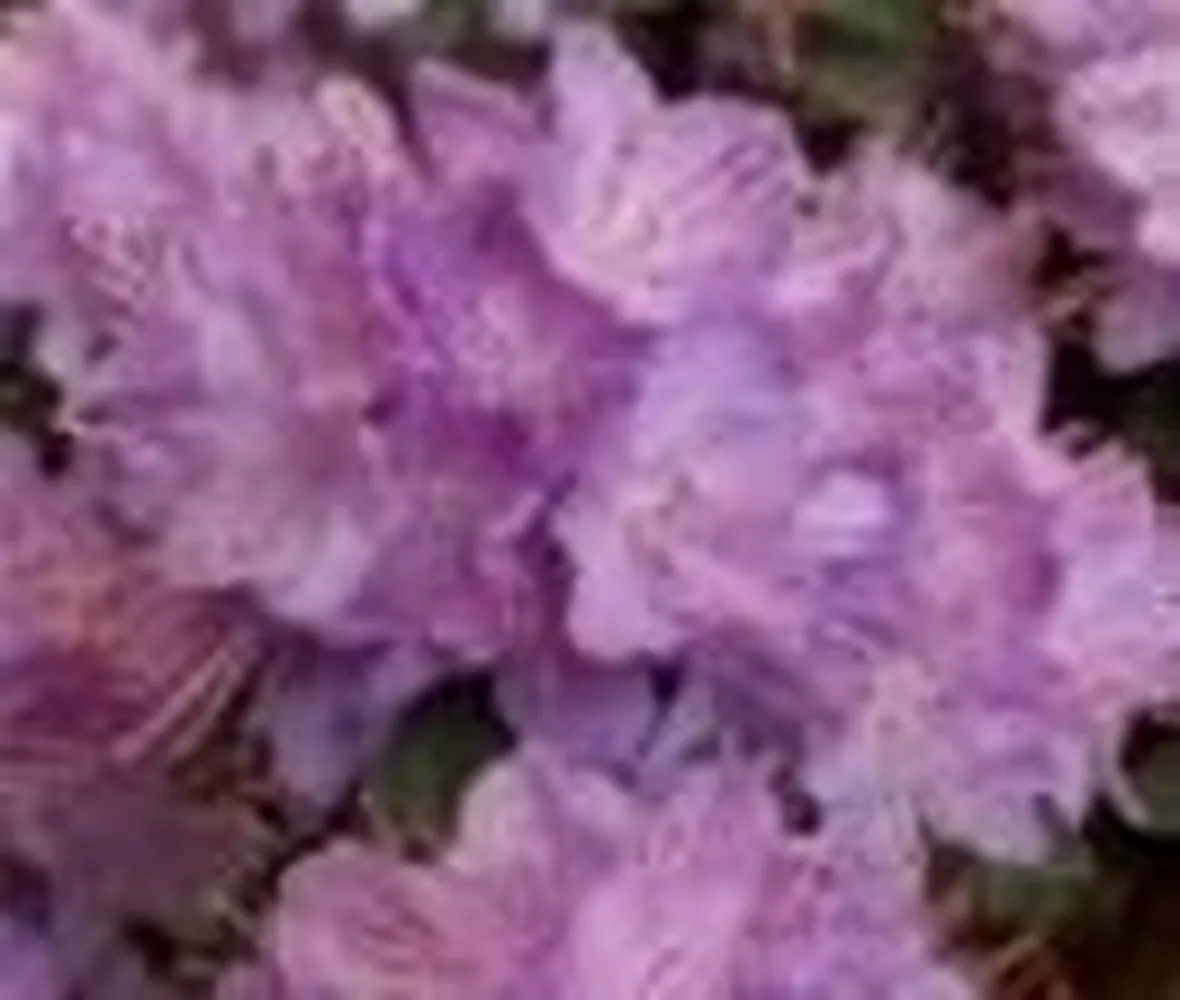 rododendro