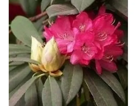 Fiori di rododendro