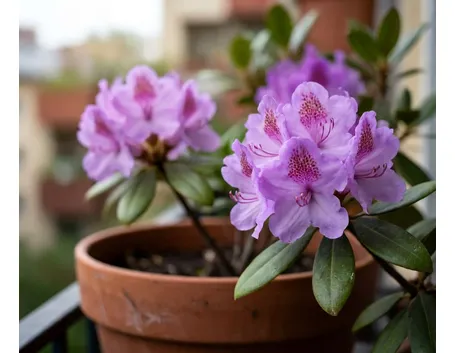 Rododendro