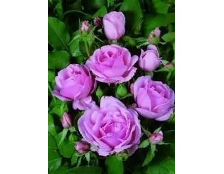 Rosa 
