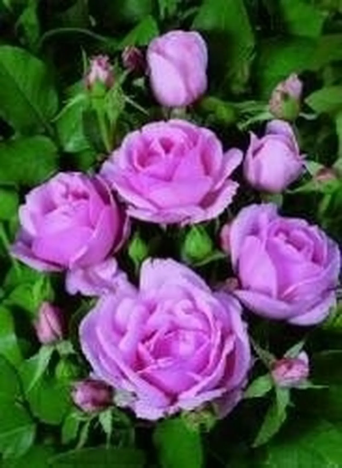 Rosa 