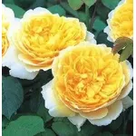 Rose inglesei