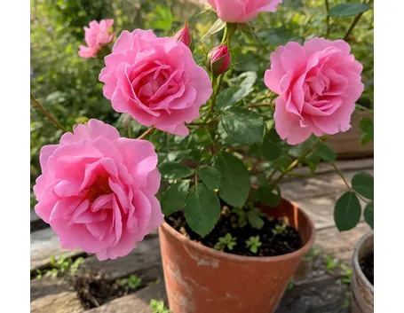 Roselline
