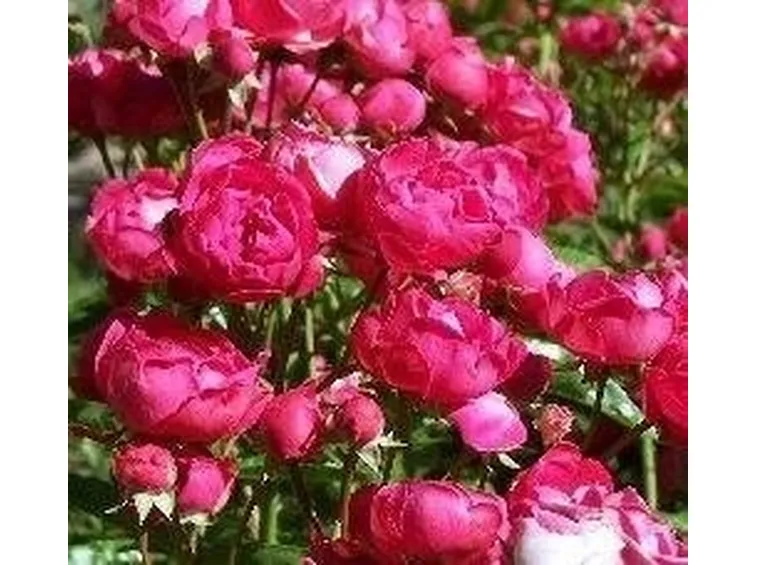 Roselline