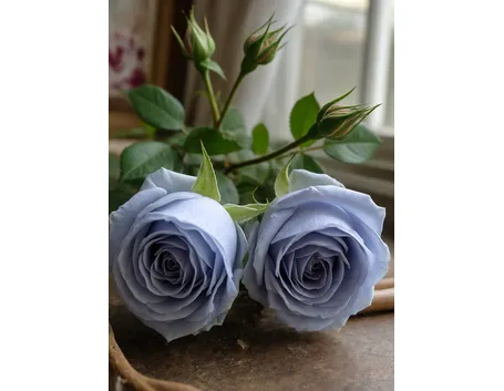 Rosa blu